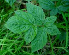 Image of Rubus scissus W. C. R. Watson