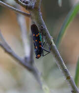 Imagem de Desudaba maculata Distant 1892