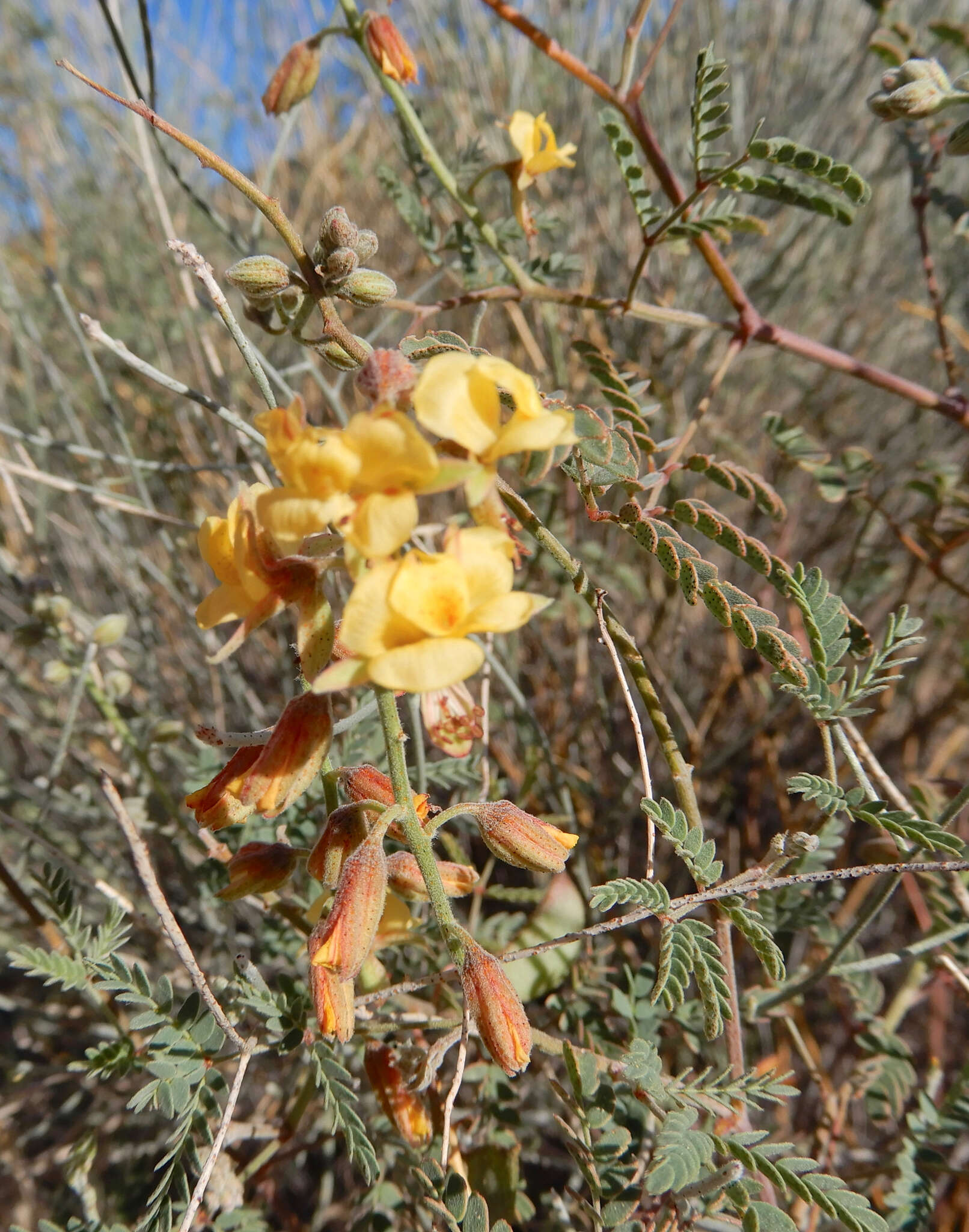 صورة Pomaria jamesii (Torr. & A. Gray) Walp.