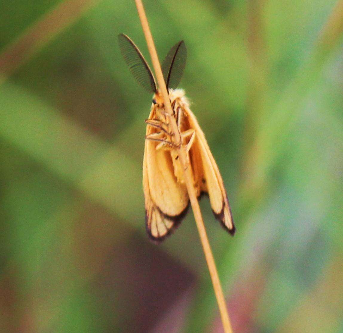 Слика од Pseudobazisa perculta Distant 1897