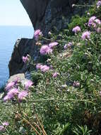 Слика од Centaurea crithmifolia Vis.