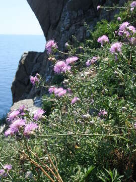 Plancia ëd Centaurea crithmifolia Vis.