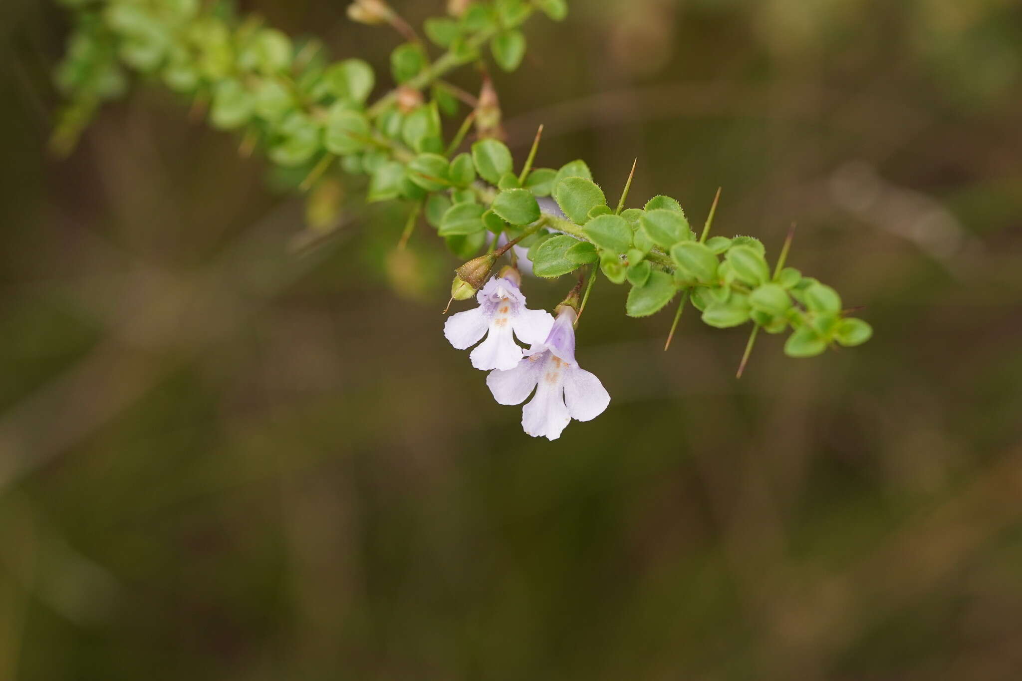 Prostanthera spinosa F. Muell. resmi