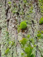 Image of dicranum moss