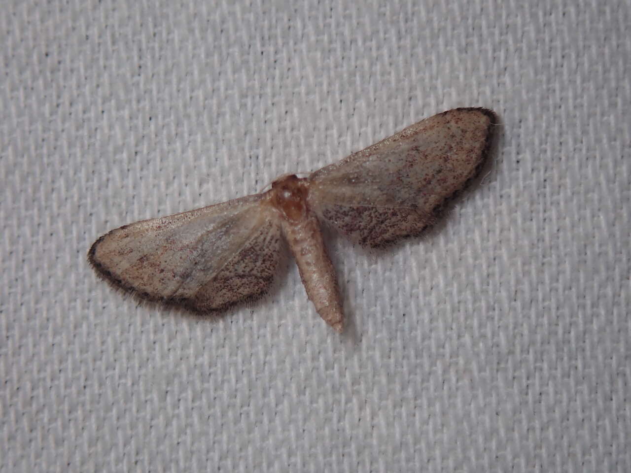 Image of Idaea infirmaria Rambur 1833