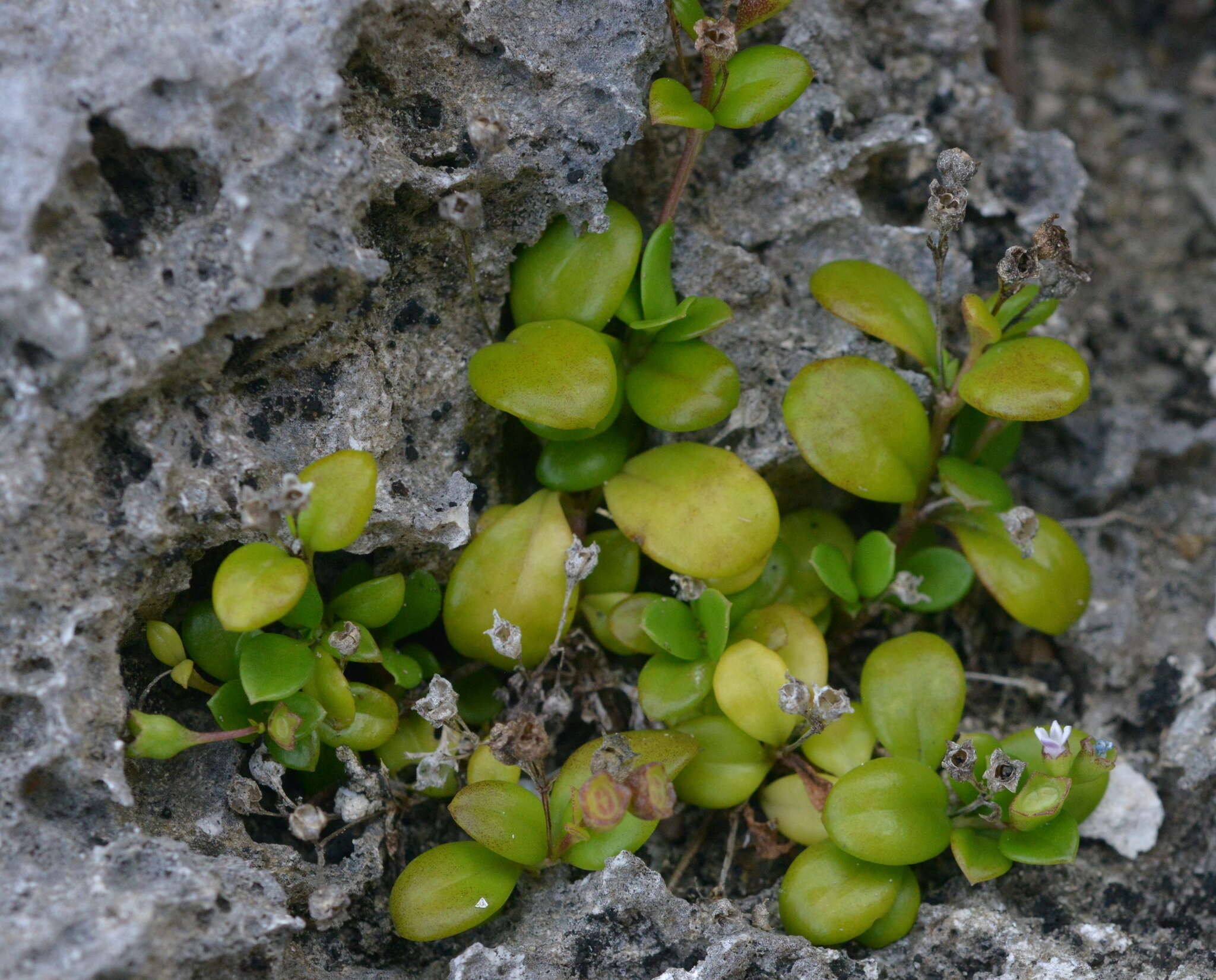 Image of Leptopetalum biflorum (L.) Neupane & N. Wikstr.