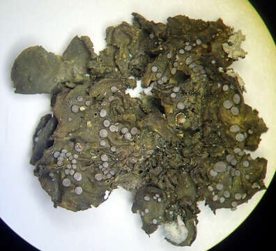 Image of Collema leucocarpum Hook. fil. & Taylor