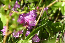 Image of Kalmia microphylla (Hook.) A. Heller