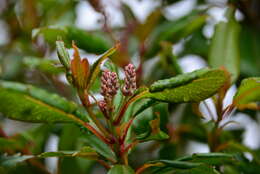 Image of Clethra arborea Aiton