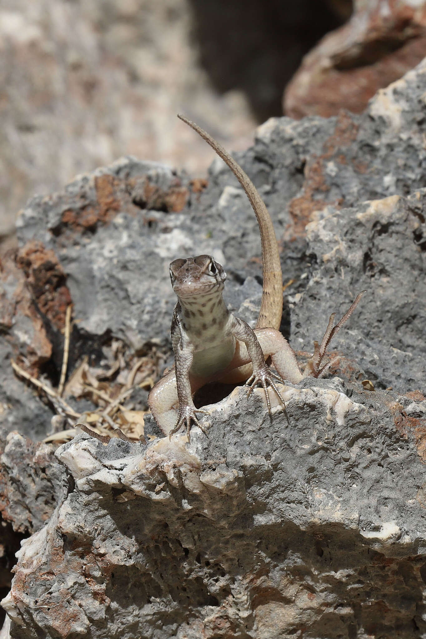 Image of Leiocephalus barahonensis oxygaster Schwartz 1967