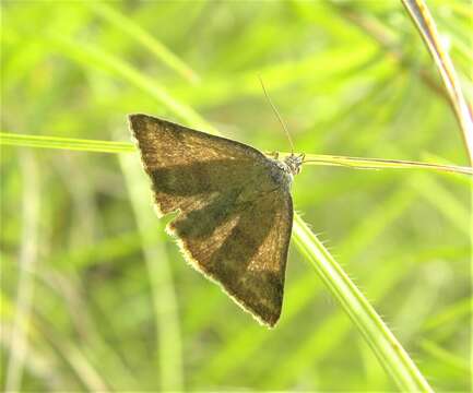 Image of small purple-barred