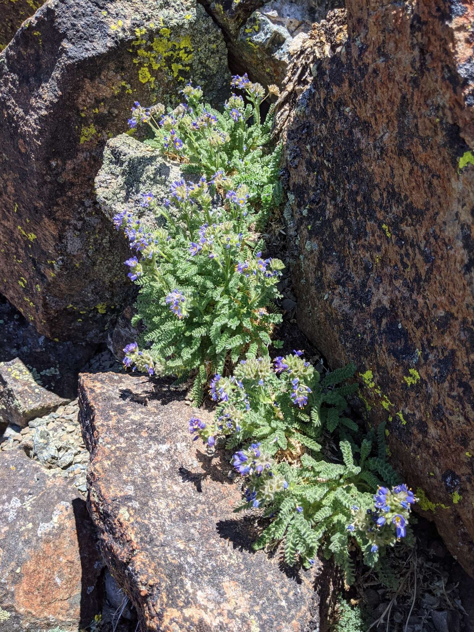 Imagem de Polemonium eddyense Stubbs