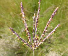 Image of Andropogon appendiculatus Nees