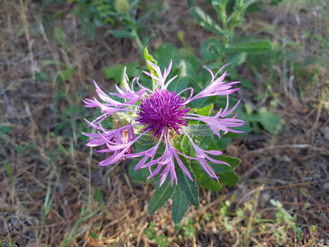 Image de Centaurea polyacantha Willd.