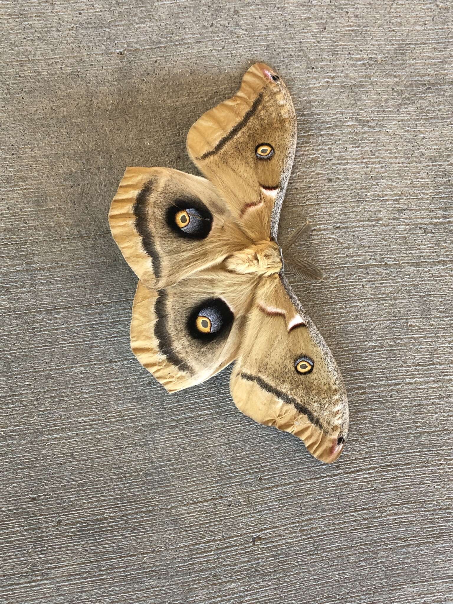 Image of <i>Antheraea polyphemus olivacea</i> Ferguson 1972