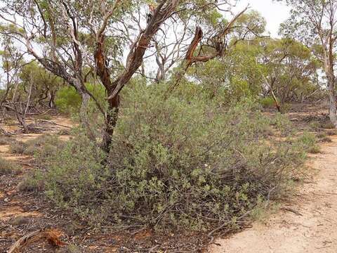 صورة Eremophila glabra (R. Br.) Ostenf.