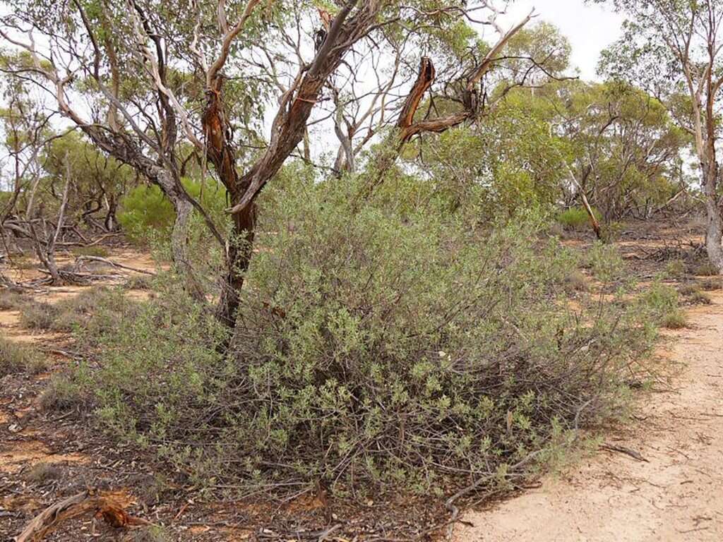 صورة Eremophila glabra (R. Br.) Ostenf.