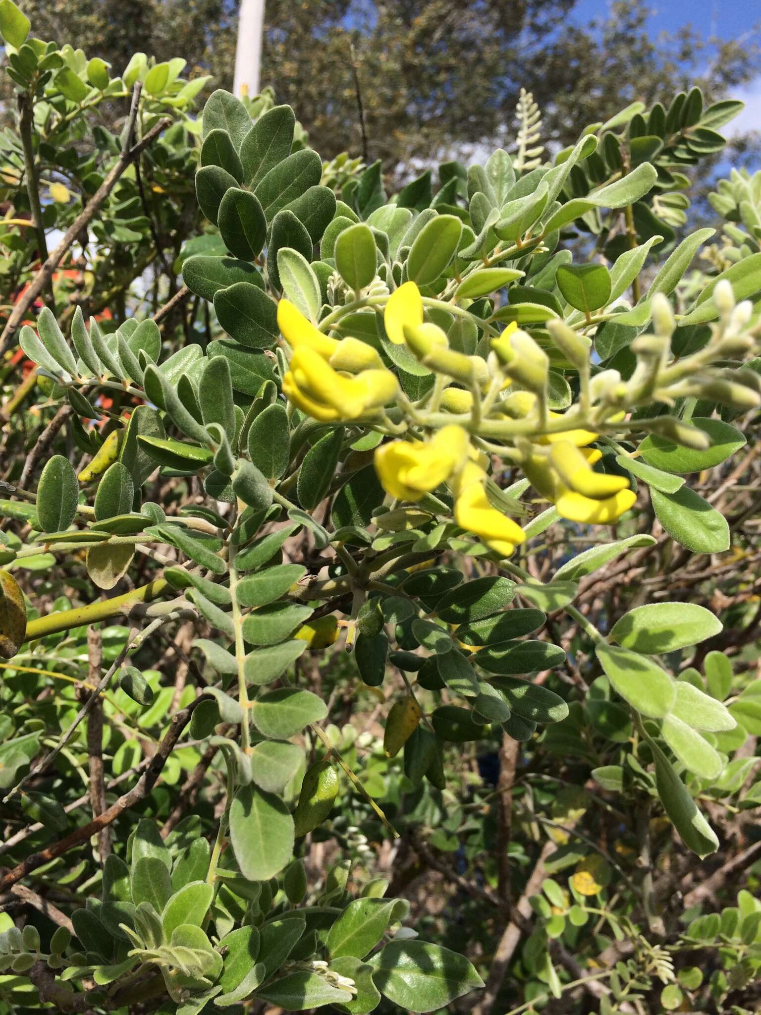 Image of yellow necklacepod