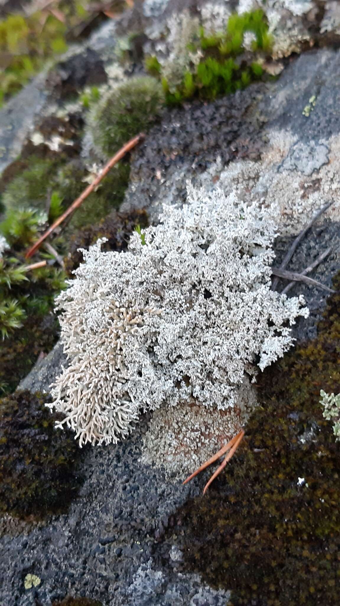 Image of fragile ball lichen