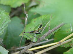 Image of Eupholidoptera tyrrhenica Allegrucci, Massa, Trasatti & Sbordoni 2014