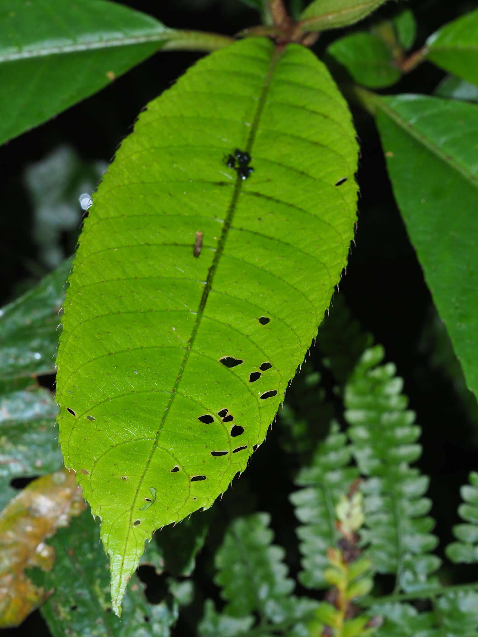 Image of Saurauia tristyla DC.