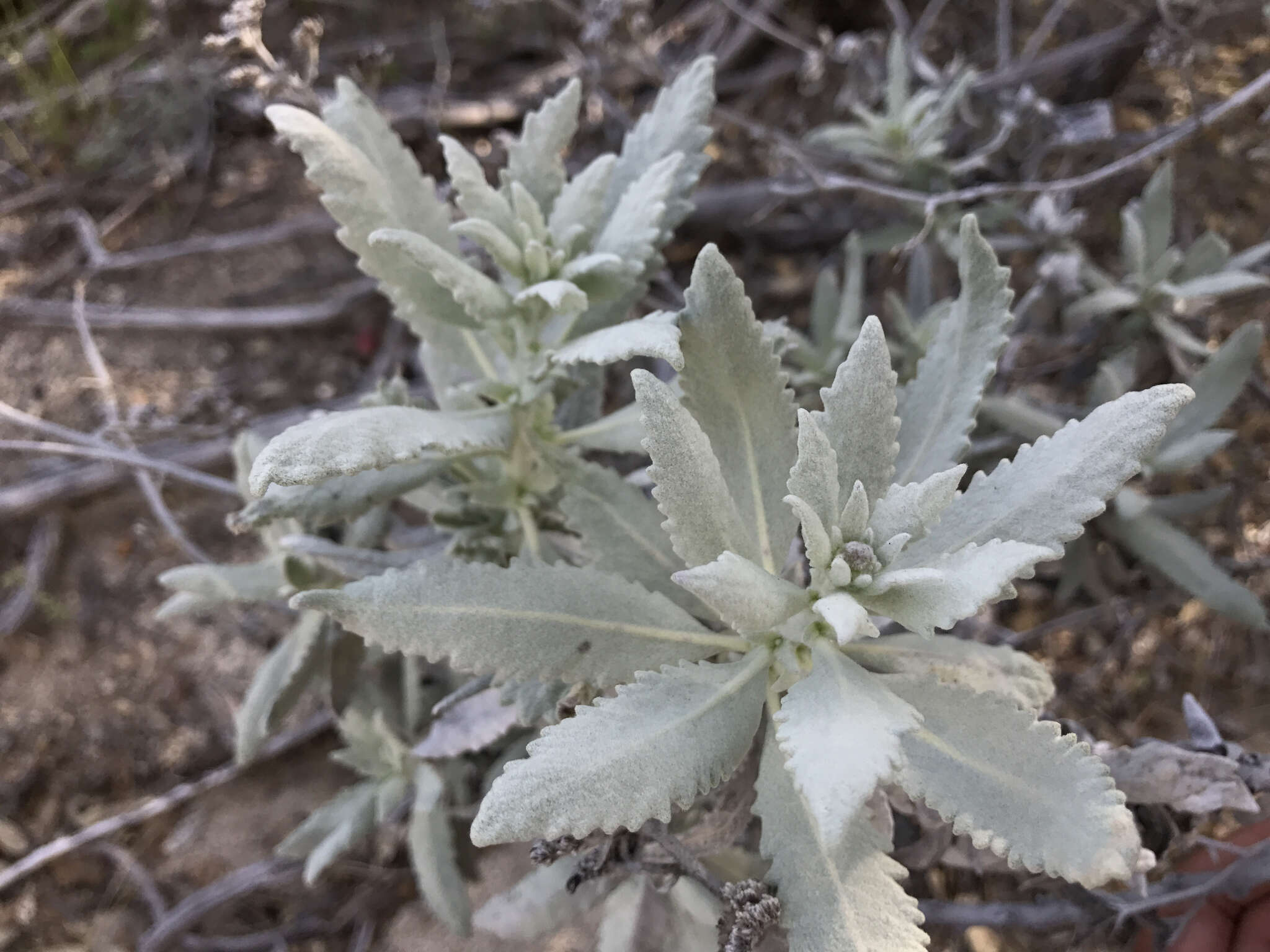 Imagem de Eriodictyon tomentosum Benth.