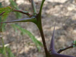 صورة Pseudomyrmex spinicola (Emery 1890)