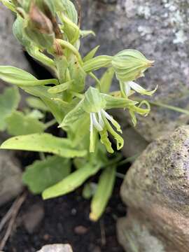 Слика од Bonatea boltonii (Harv.) Bolus