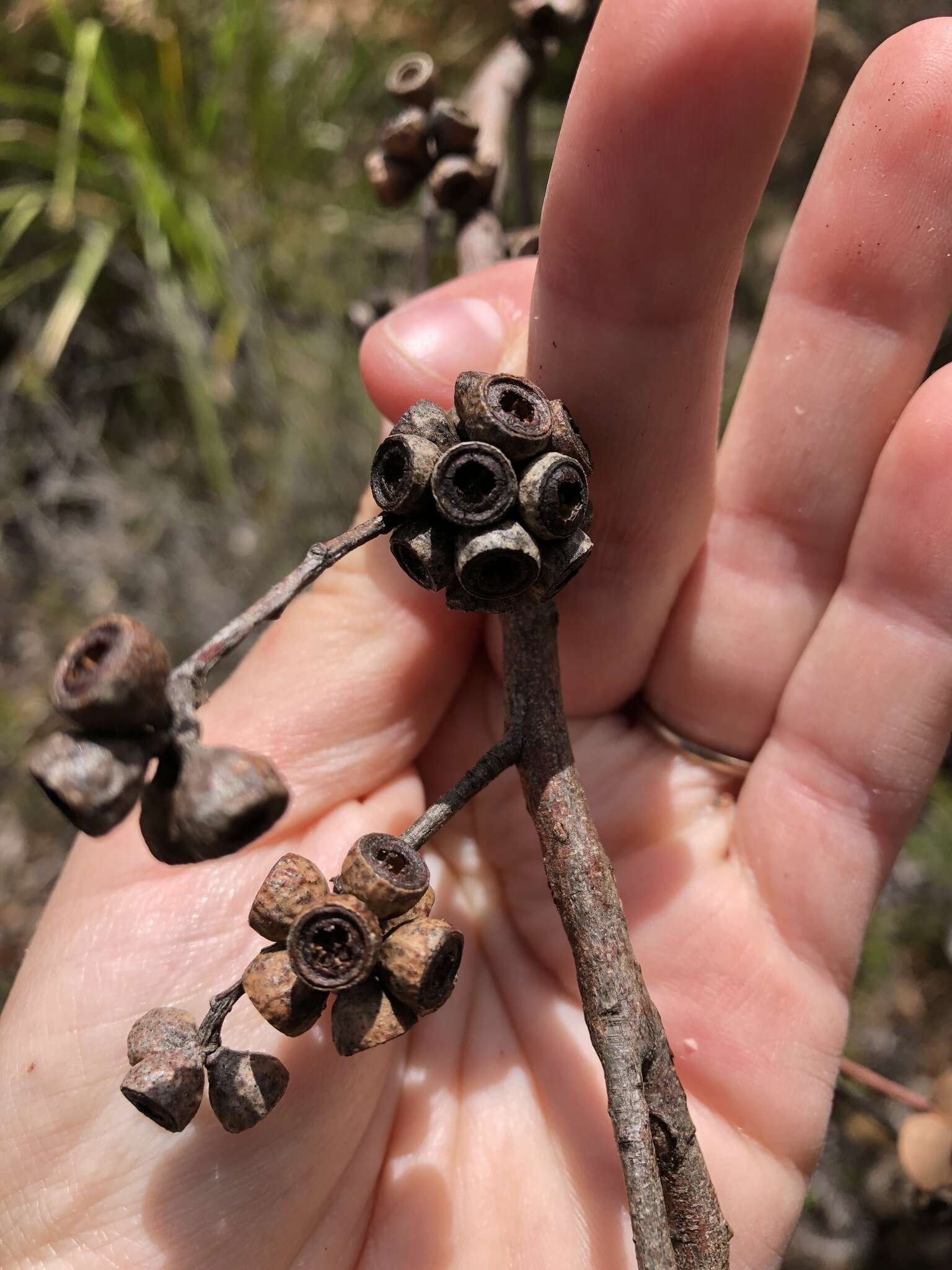 Image of Eucalyptus willisii P. Y. Ladiges, C. J. Humphries & M. I. H. Brooker