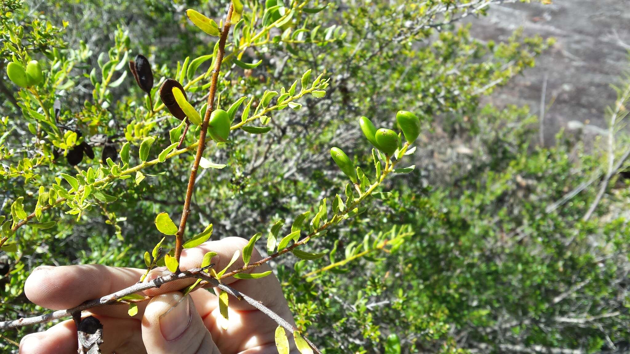 Image of Acacia hispidula (Sm.) Willd.