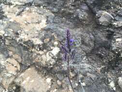 Plancia ëd Lavandula pinnata Lundmark