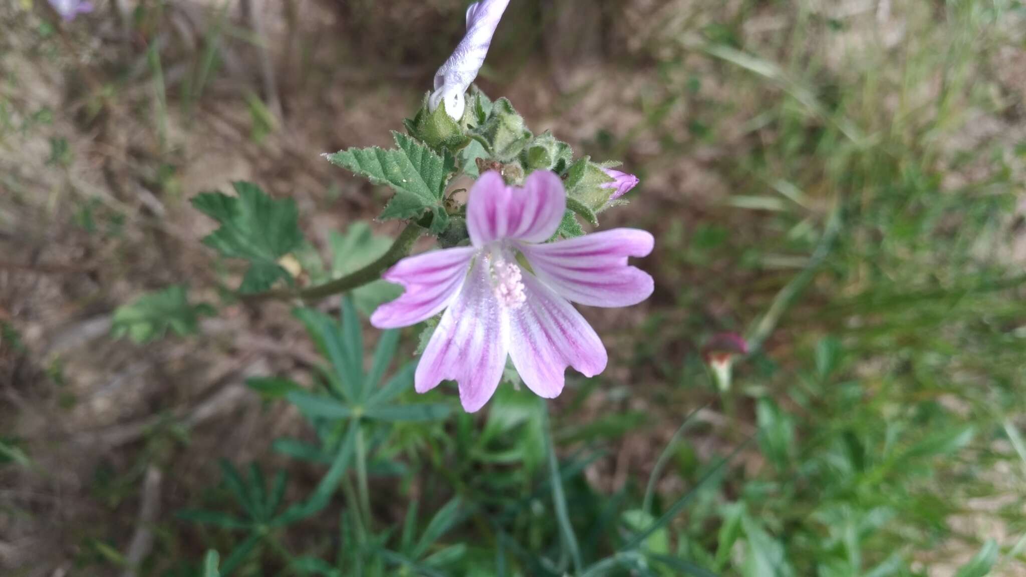 Imagem de Malva multiflora (Cav.) Soldano & Banfi