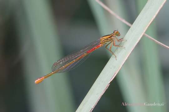 Image of small red damselfly