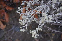 Image of Wright's cudweed