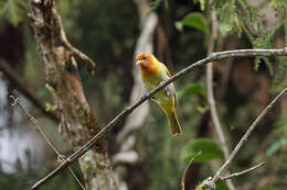 Image of Rufous-headed Tanager