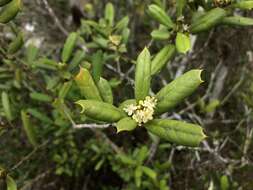 Image of American holly