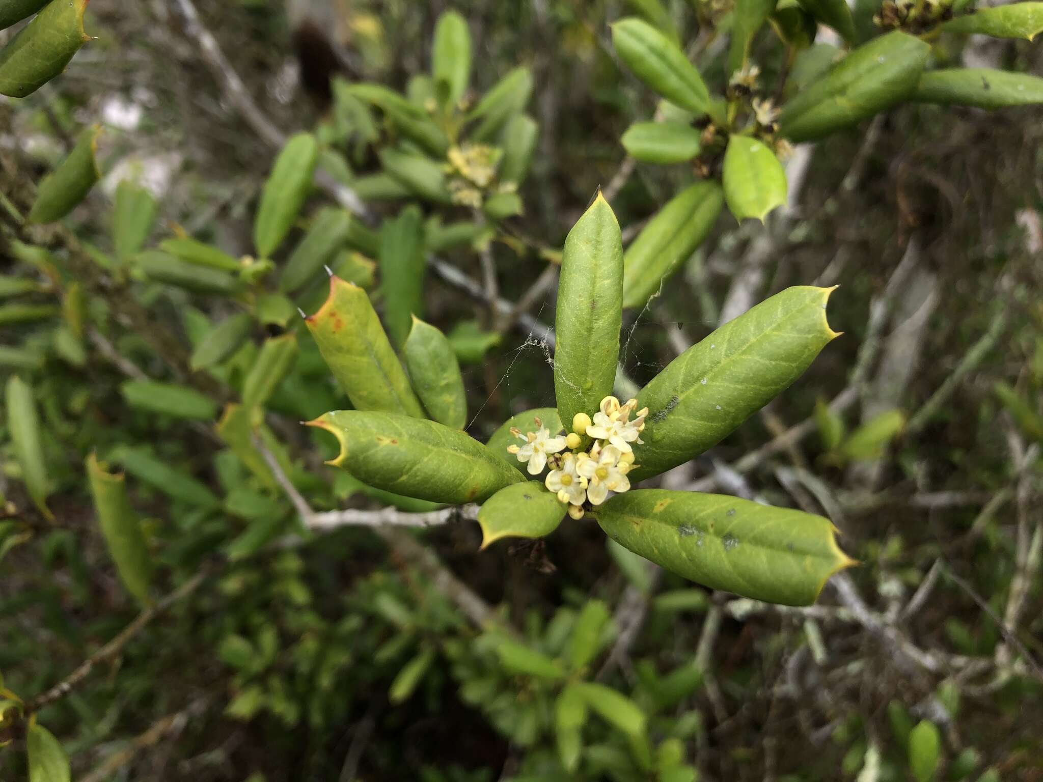 Imagem de Ilex opaca var. arenicola (Ashe) Ashe