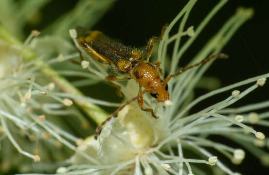 Image of Eclipta amabilis (Melzer 1935)