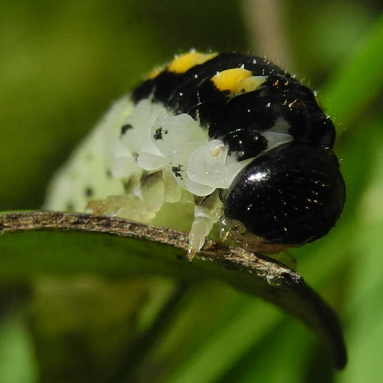 Image of Tenthredo mandibularis Fabricius 1804