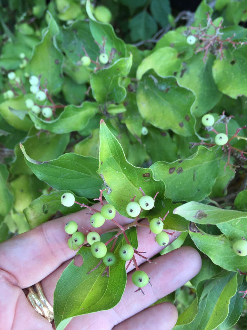 Image de Cornus drummondii C. A. Mey.