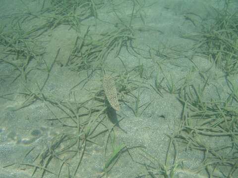 Image of Studded Pufferfish