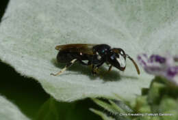 Sivun Hylaeus leptocephalus (Morawitz 1870) kuva