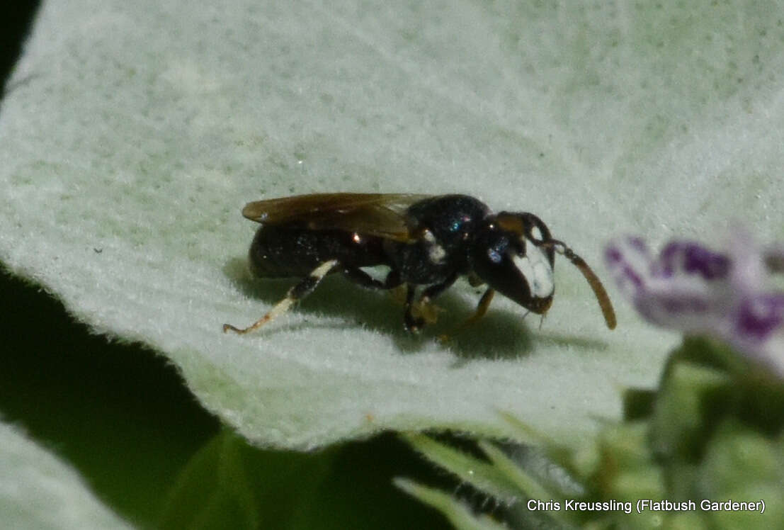 Sivun Hylaeus leptocephalus (Morawitz 1870) kuva