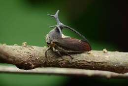 Image of Elaphiceps cervus Buckton