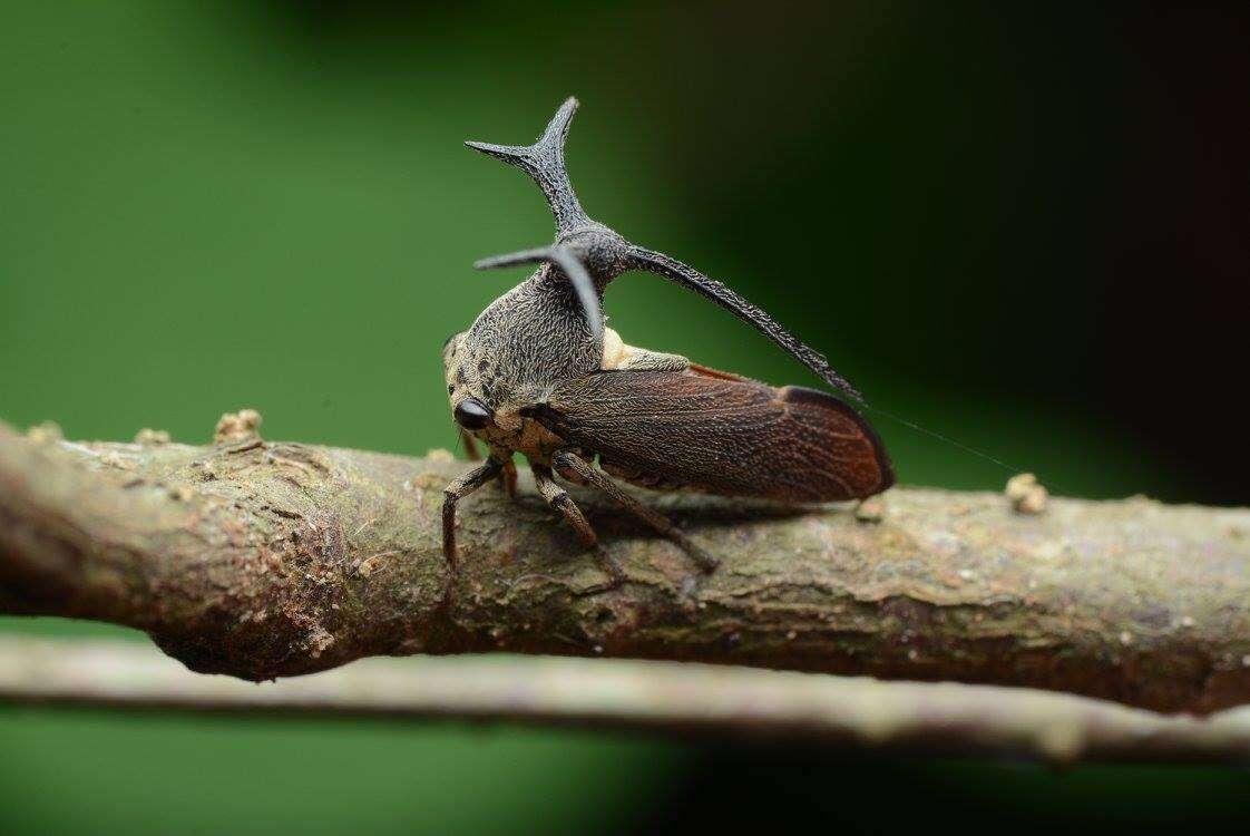 Imagem de Elaphiceps cervus Buckton