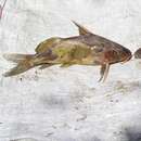 Image de Synodontis schall (Bloch & Schneider 1801)