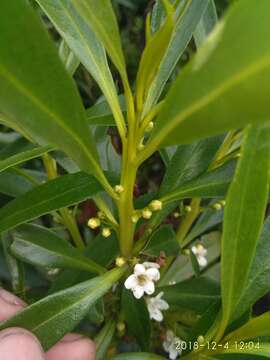 Myoporum insulare R. Br. resmi