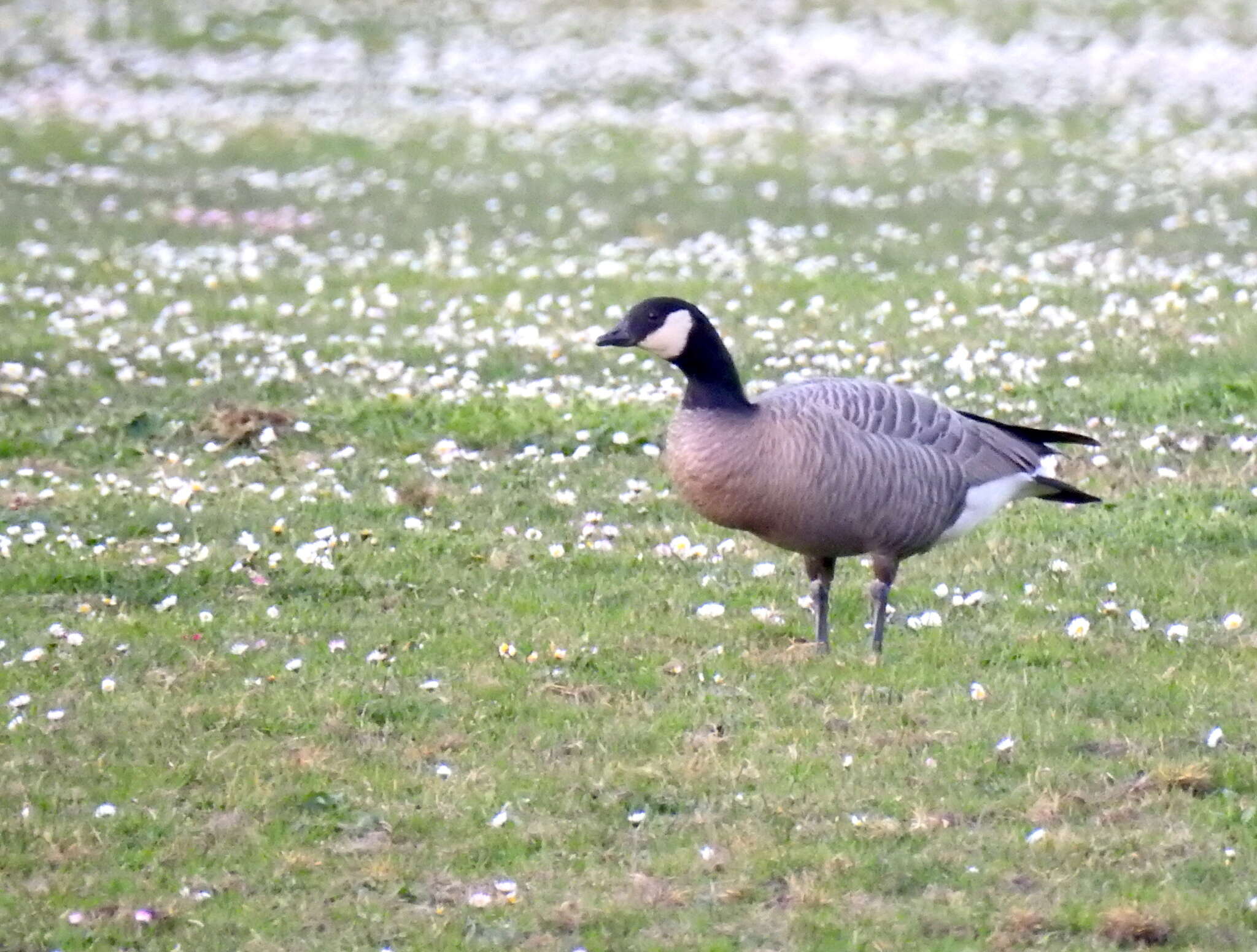 Image of Branta hutchinsii minima Ridgway 1885