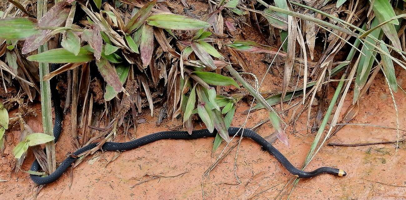 Imagem de Micrurus narduccii melanotus (W. C. H. Peters 1881)