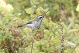 Ochthoeca leucophrys (d'Orbigny & Lafresnaye 1837)的圖片